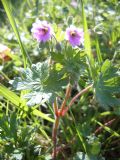 Geranium molle